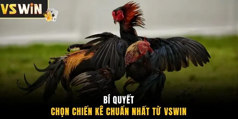 Bí quyết chọn chiến kê chuẩn nhất từ VSWIN