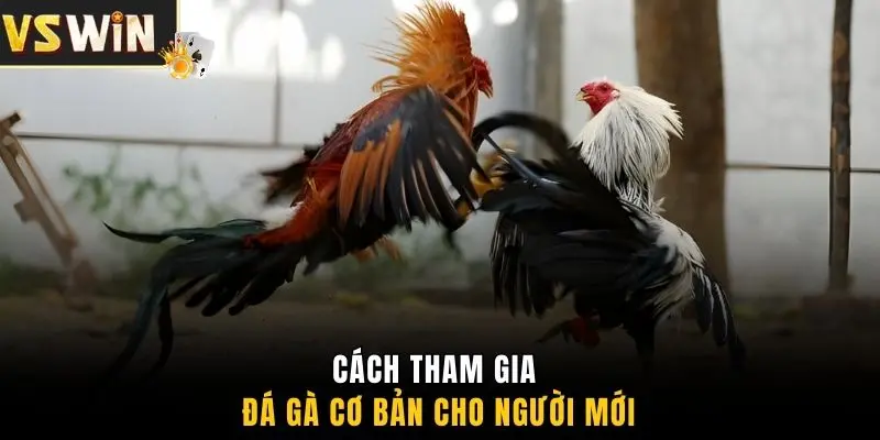 Cách tham gia đá gà cơ bản cho người mới