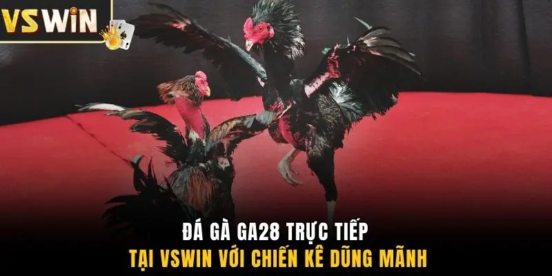 Đá gà GA28 trực tiếp tại VSWIN với chiến kê dũng mãnh