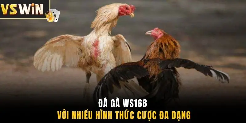 Đá gà WS168 với nhiều hình thức cược đa dạng