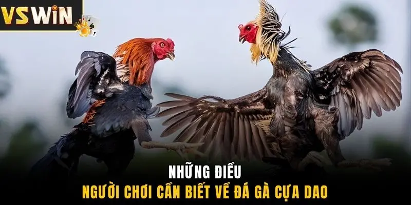 Những điều người chơi cần biết về đá gà cựa dao