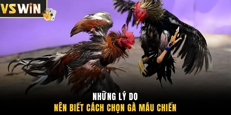 Những lý do nên biết cách chọn gà máu chiến