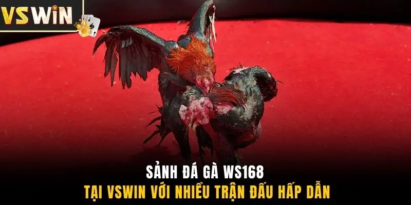 Sảnh đá gà WS168 tại VSWIN với nhiều trận đấu hấp dẫn